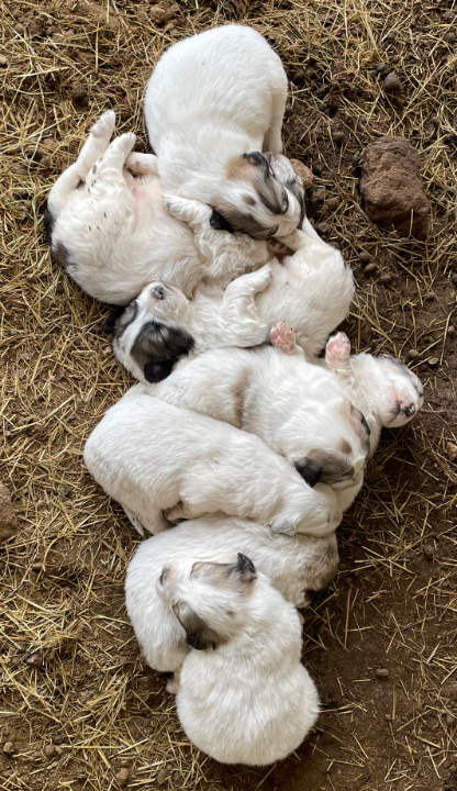 Great Pyrenees Puppies